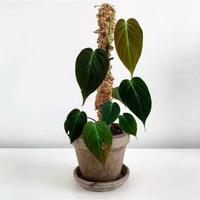 Gambar tanaman hias philo melano philo micans dari Jihan flora undefined 1 Tokopedia