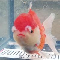 Gambar Paket Mas Koki 5 Jenis dari Syam_fish undefined 1 Tokopedia