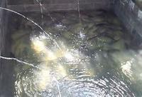 Gambar Ikan Patin Hidup untuk jarak dekat dan Patin segar untuk jarak jauh - segar, hidup dari Warung kebon undefined 3 Tokopedia