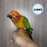 Gambar Burung Sunconure baby jinak total dari jummapets undefined 3 Tokopedia