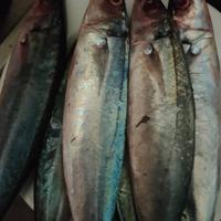 Gambar Ikan Kembung Layang Segar 1/2 Kg (500 gram) - 500 gram dari tukangikan15 undefined 3 Tokopedia