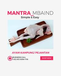 Gambar Ayam Kampung / Pejantan - SMALL dari MANTRA KHATULISTIWA DEPOK undefined 2 Tokopedia
