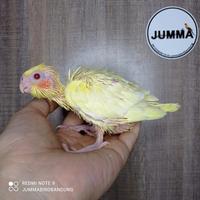 Gambar Baby Falk Australia Parkit jinak Loloh dari jummapets undefined 2 Tokopedia