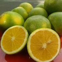Gambar Buah Jeruk Baby Java Sunpride Jeruk Bayi 1kg - 1000gr dari Omah Buah Tgr undefined 1 Tokopedia