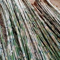 Gambar Tanaman Bambu Jepang / Pohon Bambu Jepang dari Embun Pagi Taman Hias undefined 2 Tokopedia
