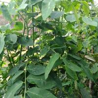 Gambar sayur katuk/Daun katuk segar/Sayur godong katu/Sayur Q dari Sayur Q undefined 2 Tokopedia