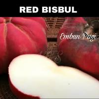 Gambar Bibit Buah Red Bisbul Langka dari EMBUN PAGI SLEMAN YOGYAKARTA undefined 2 Tokopedia