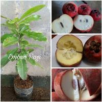 Gambar Bibit Buah Red Bisbul Langka dari EMBUN PAGI SLEMAN YOGYAKARTA undefined 4 Tokopedia