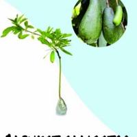 Gambar bibit apokat aligator super dari syiragreen undefined 1 Tokopedia