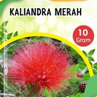 Gambar Benih kaliandra merah super dari Reniati benih mart undefined 2 Tokopedia