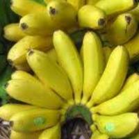 Gambar pisang emas 1 sisir kurang lebih berat 1,3 - 1,8 kg dari Pasar Beringharjo Online undefined 1 Tokopedia