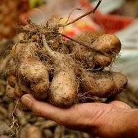 Gambar umbi gembili-ubi gembili makanan tradisional banyak manfaat dari Central Kebun Kita undefined 1 Tokopedia