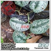 Gambar Scindapsus sp. dari HAFIKA QIANDRA MECCA undefined 4 Tokopedia