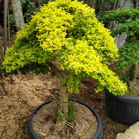 Gambar pohon bonsai legistrum - Kuning dari karibai99 undefined 3 Tokopedia