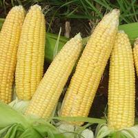 Gambar 150 BIJI BENIH JAGUNG MANIS SUPER UNGGUL HIBRIDA dari SANG PERINTIS 22 undefined 4 Tokopedia