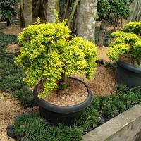 Gambar pohon bonsai legistrum - Kuning dari karibai99 undefined 5 Tokopedia