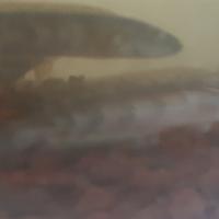 Gambar Channa Red Pangkalanbun dari PredatorFishKeepers undefined 1 Tokopedia