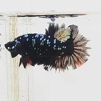 Gambar Avatar Copper Real Pic Lelang dari @betta.arkaan undefined 1 Tokopedia