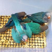 Gambar burung monk parakeet baby dari Galaxy Parrot undefined 1 Tokopedia
