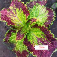 Gambar Tanaman miana / coleus premium - hijau merah maroon dari Tokoku Berkahmu undefined 1 Tokopedia