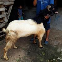 Gambar Jual Kambing Qurban Dari Harga 3 Sd 7 Hub 081292235472 Waffa258 dari waffa258olshop undefined 4 Tokopedia