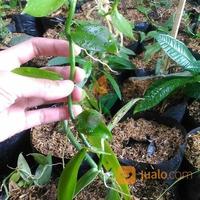 Gambar Bibit Vanili 1 meter sulur - Panili Unggul Per meter Vanili siap tanam dari Muda Karya Store Official undefined 2 Tokopedia