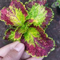 Gambar Tanaman miana / coleus premium - hijau merah maroon dari Tokoku Berkahmu undefined 2 Tokopedia