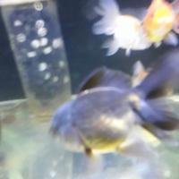 Gambar koki Oranda panda black gold 15 cm dari SIRGOLDFISHTOP undefined 3 Tokopedia