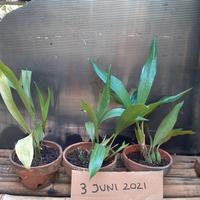 Gambar anggrek coelygene pandurata/anggrek hitam spesies kalimantan dari aris nursery undefined 2 Tokopedia