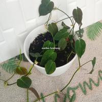 Gambar tanaman hias philodendron mican rimbun dari Markas Kembang undefined 4 Tokopedia