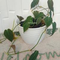 Gambar tanaman hias philodendron mican rimbun dari Markas Kembang undefined 2 Tokopedia