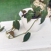 Gambar tanaman hias philodendron mican rimbun dari Markas Kembang undefined 3 Tokopedia