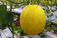 Gambar Benih-Bibit Melon Kuning Canary Yellow (Haira Seed) dari benihkita undefined 4 Tokopedia