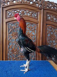 Gambar Ayam Aduan Jogjakarta Kandang Jamkid Jago Farm 085325705450 JJF018 dari Ayam Petarung Indonesia undefined 1 Tokopedia