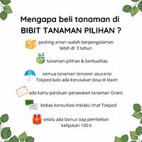 Gambar TANAMAN SUPLIR HIAS PAKU SUPLIR GANTUNG dari BIBIT TANAMAN PILIHAN undefined 3 Tokopedia