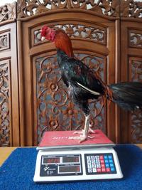 Gambar Ayam Aduan Jogjakarta Kandang Jamkid Jago Farm 085325705450 JJF018 dari Ayam Petarung Indonesia undefined 3 Tokopedia