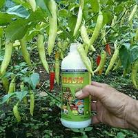 Gambar PROMO PUPUK ORGANIK CAIR POC NASA 500 cc, Melebatkan Buah Dan Sayuran dari Herbal Sehat Ku. undefined 3 Tokopedia