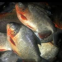 Gambar IKAN BAWAL BIBIT 100 EKOR dari Lemonz Shop undefined 1 Tokopedia