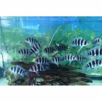 Gambar ikan ninety nine aquascape / ikan 99 siklid dari Fauna aqua undefined 2 Tokopedia