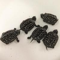 Gambar kura kura hamiltoni dari Nata Exopets undefined 1 Tokopedia