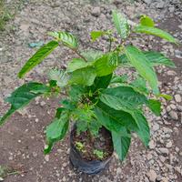 Gambar Bibit bunga kenanga - Pohon bunga kenanga (obat herbal) dari Xplant_NEW undefined 3 Tokopedia