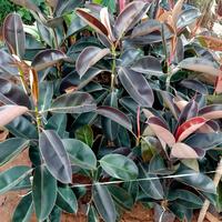 Gambar tanaman hias karet kebo/ficus elastica dari Babeh store flowers undefined 3 Tokopedia