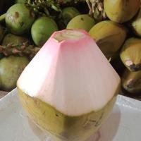 Gambar kelapa ijo super dari kakang adi store_NEW undefined 1 Tokopedia