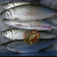 Gambar ikan bandeng segar 1 kg dari SABAN HARI fisH yaNfresh fish undefined 1 Tokopedia