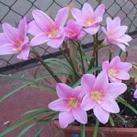 Gambar UMBI LILY RAIN PINK Bibit Bunga dari Cedrus undefined 2 Tokopedia