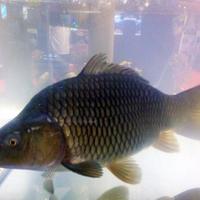 Gambar ikan mas segar hidup 1kg Rp 35000 dari KAYANA FISH undefined 1 Tokopedia