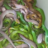 Gambar gonyosoma oxycephalum hijau dan silver - Hijau dari bralingexoticpets undefined 1 Tokopedia