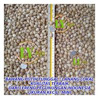 Gambar Bawang Putih Tunggal Lanang Lokal 250g Premium Super Jumbo Sedang Kecil LY Aja - Kecil dari LY Aja undefined 5 Tokopedia