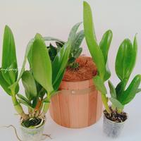 Gambar Anggrek Dendrobium Lasianthera×Linda febri dari ANGGREK KOTA BATU undefined 2 Tokopedia