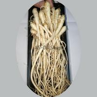 Gambar akar gingseng JAWA PREMIUM dari TOPP SELLER undefined 1 Tokopedia
